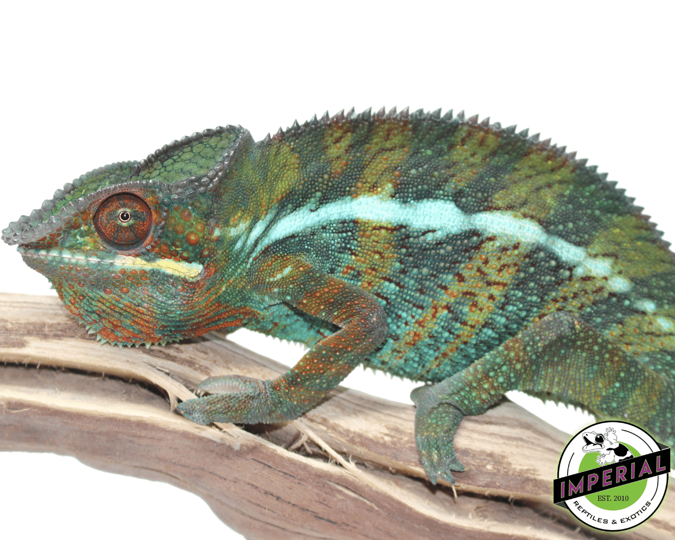 sambava panther chameleon for sale, buy reptiles online
