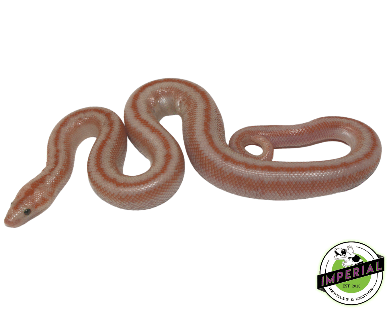 san matias boa for sale, buy reptiles online at cheap prices