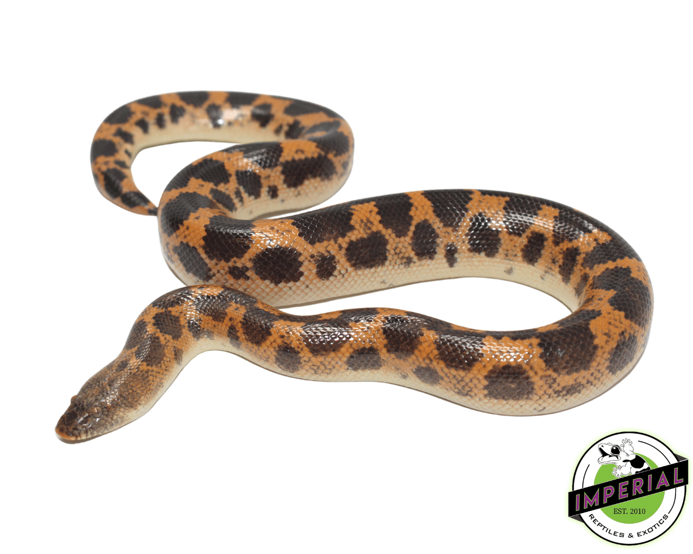 Saharan Sand Boa For Sale Imperial Reptiles IMPERIAL REPTILES & EXOTICS