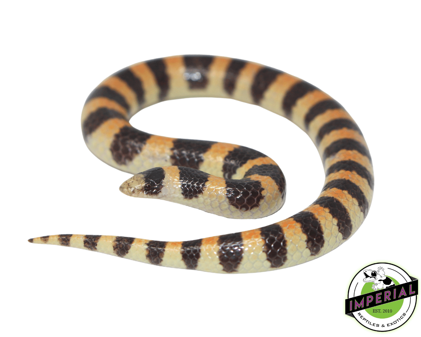 Reptiles Sand For Snakes at Ronald Whitehurst blog