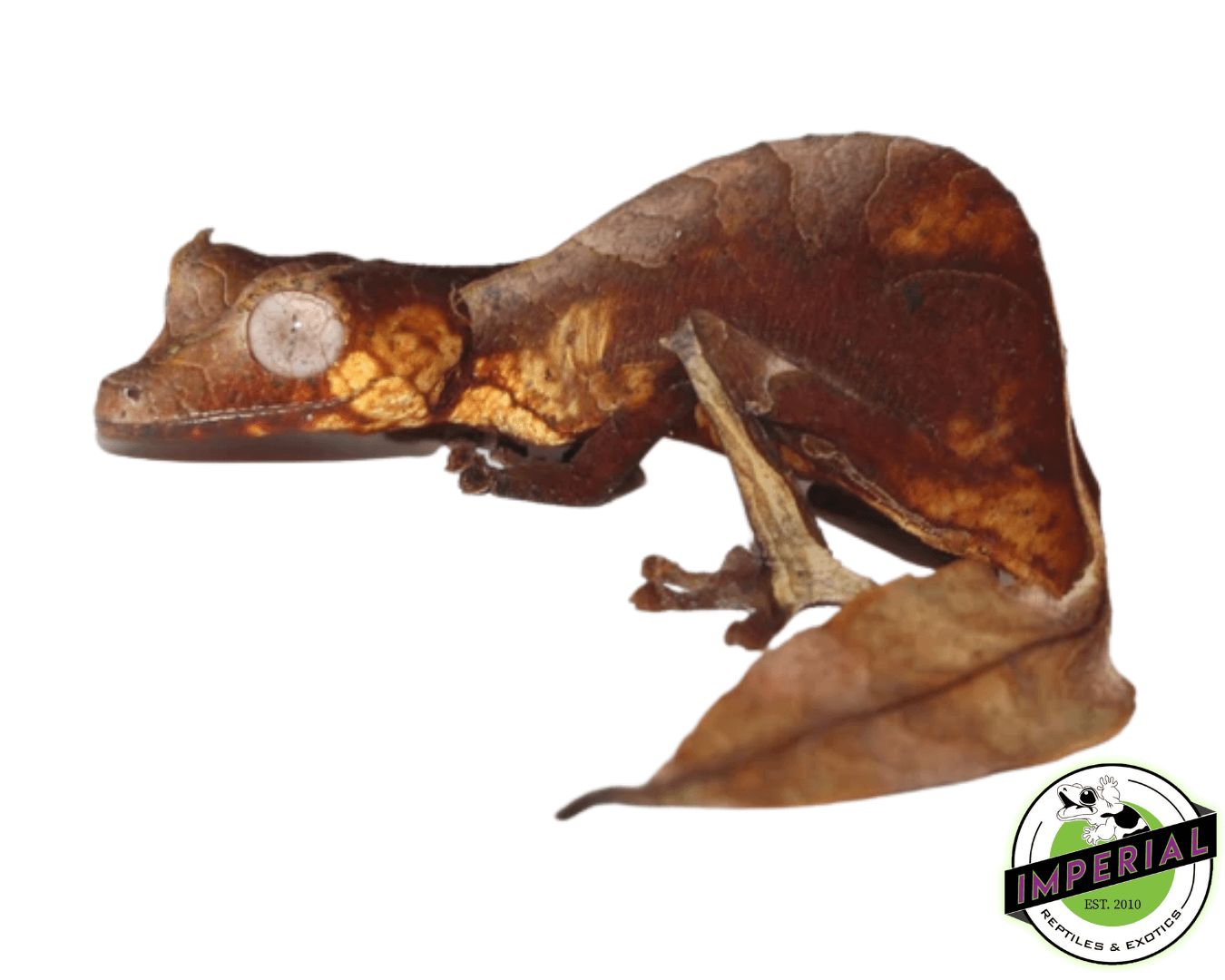 satanic leaf tail gecko for sale, buy reptiles online
