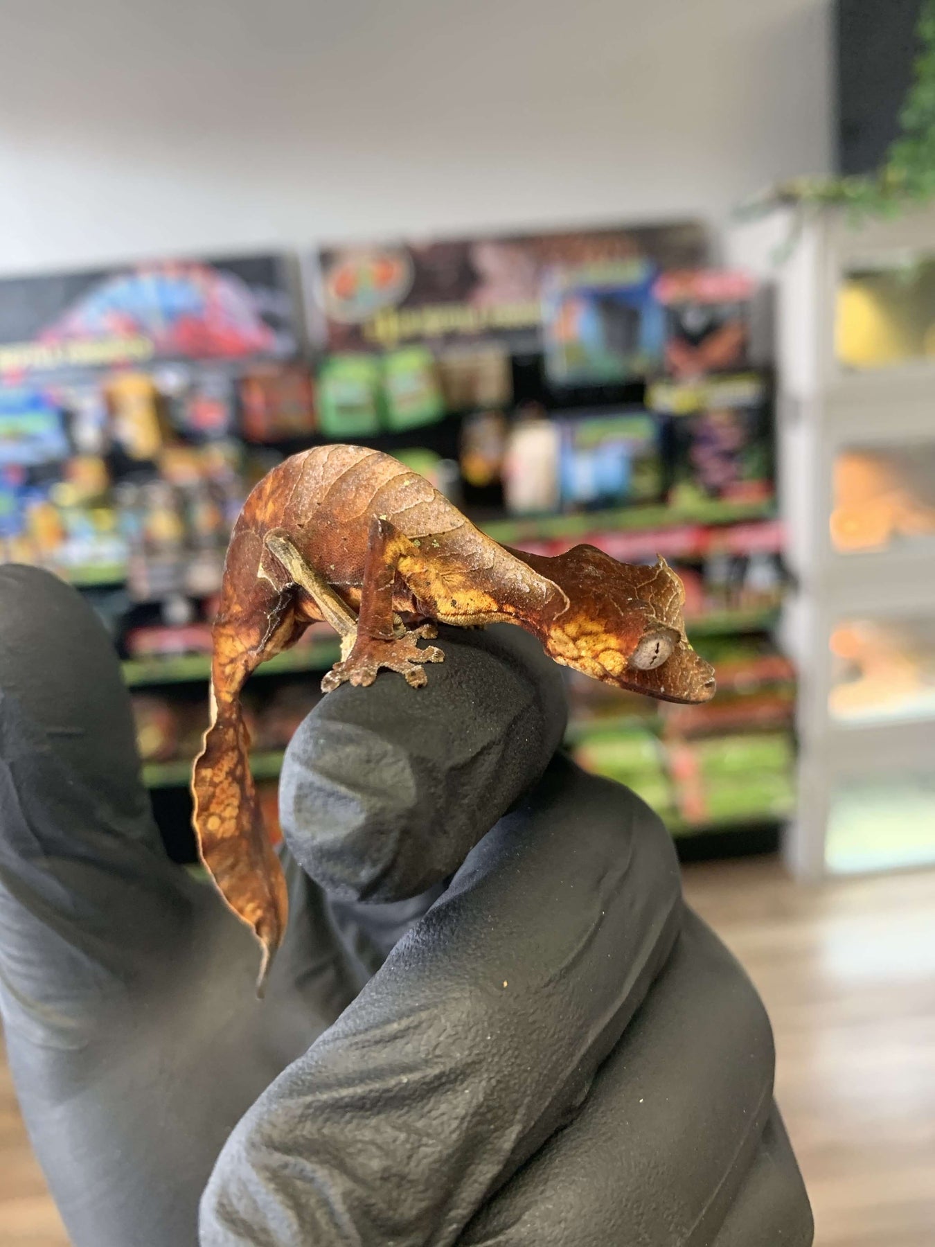 Satanic Leaf Tail Gecko (Uroplatus phantasticus) For Sale Imperial