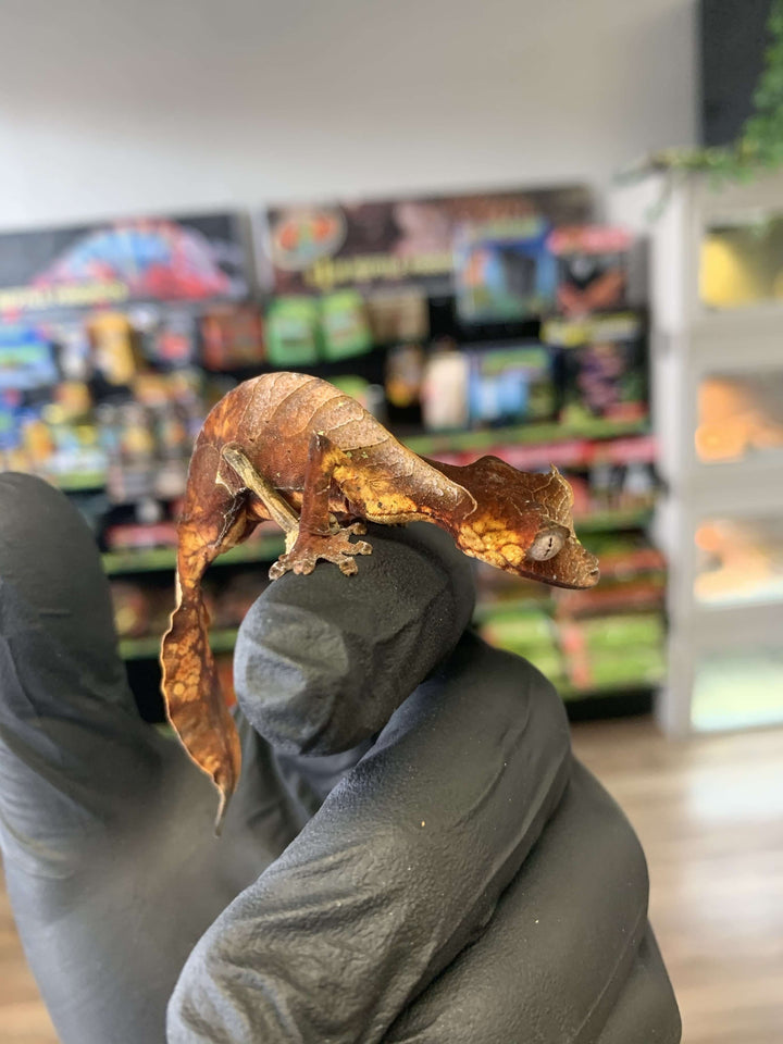 Satanic Leaf Tail Gecko (Uroplatus phantasticus) For Sale