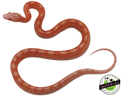 Albino Scaleless Corn Snake