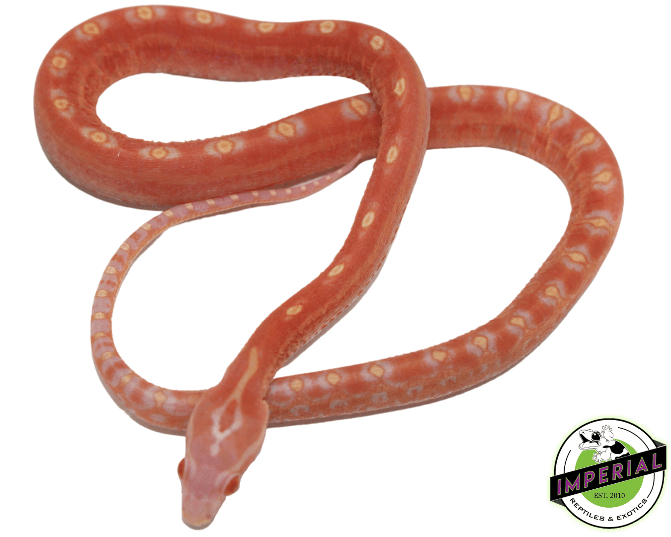 Albino Scaleless Corn Snake For Sale Imperial Reptiles IMPERIAL