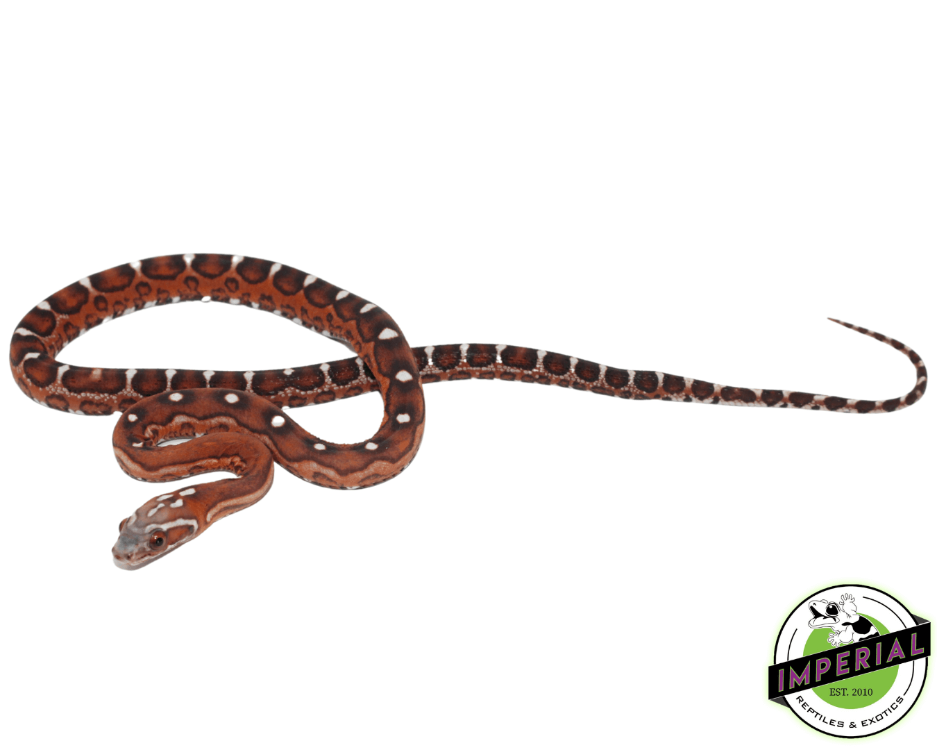 Scaleless Corn Snake Baby For Sale - Imperial Reptiles – IMPERIAL ...