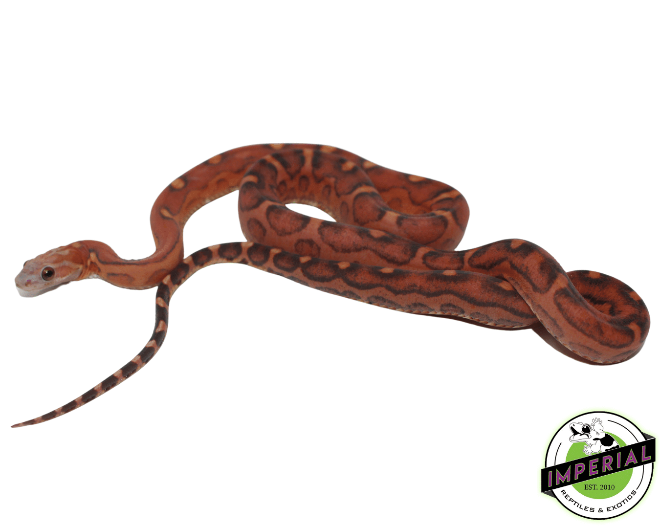 Scaleless Corn Snake Price Corn Snake Het Scaleless – South Mountain
