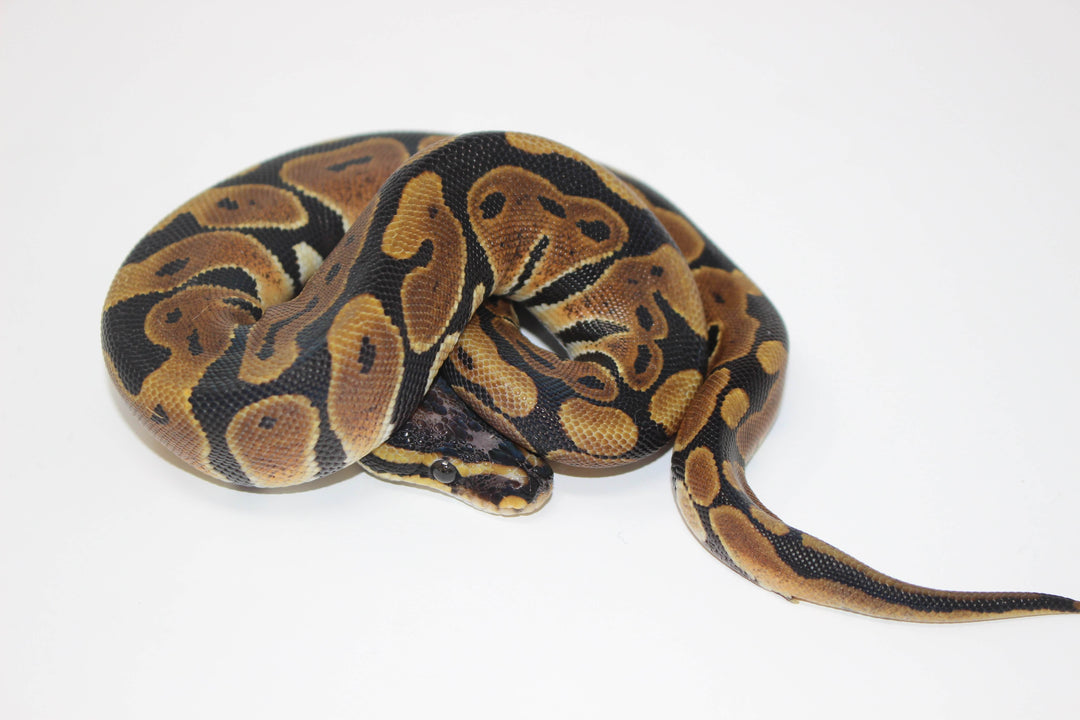 Bold Head Python Scaleless Ball Python Morph