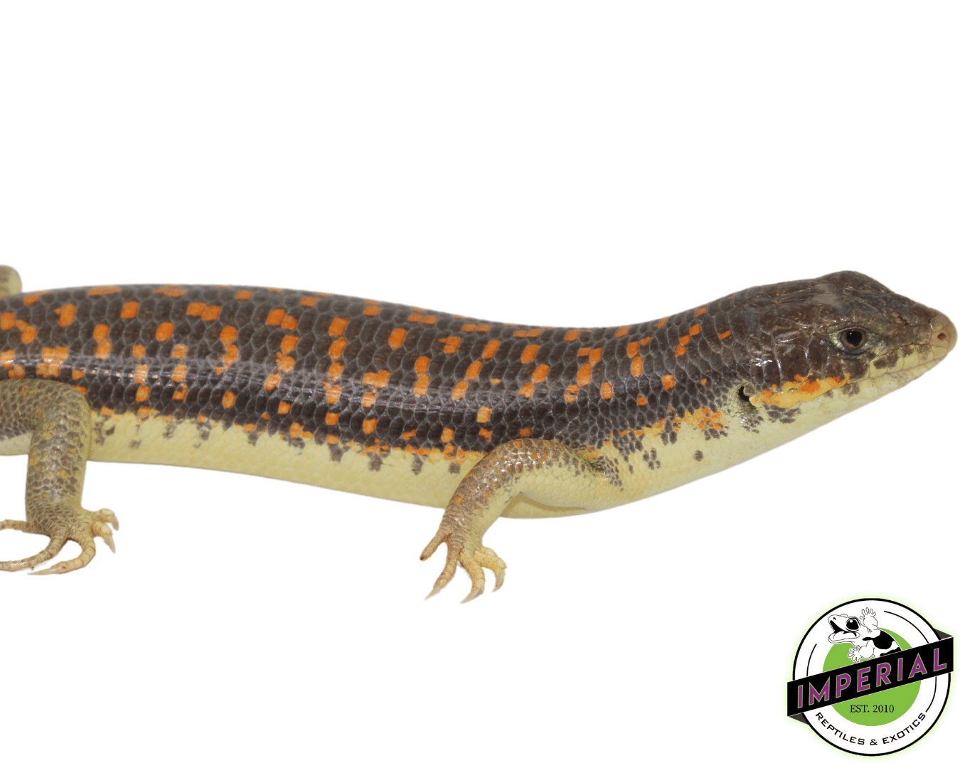 Schneider Skink For Sale Imperial Reptiles IMPERIAL REPTILES & EXOTICS