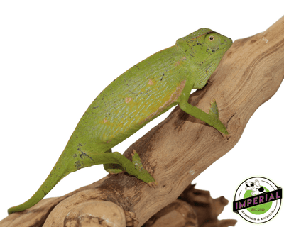 senegal chameleon for sale, buy reptiles online