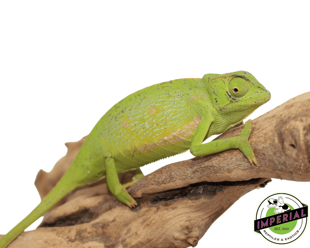 Chameleon Exotic Reptile Shops Near Me Senegal Chameleon For Sale