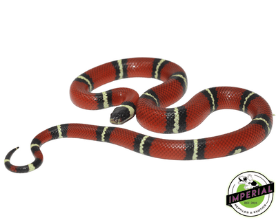  sinaloan milk snake for sale, buy reptiles online