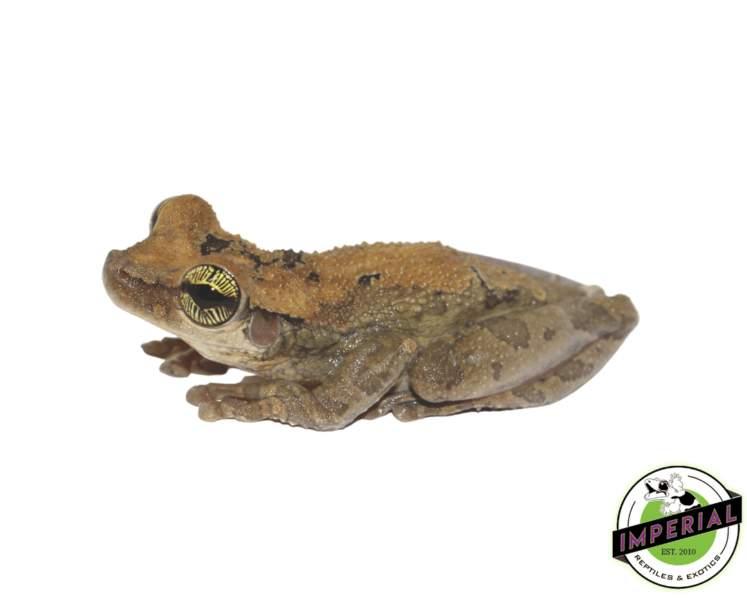 Slender Leg Tree Frog For Sale - Imperial Reptiles – IMPERIAL