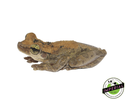 slender leg tree  frog for sale, buy amphibians online