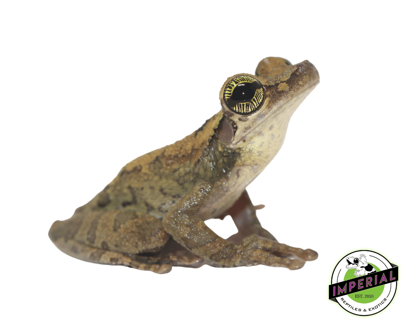 Slender Leg Tree Frog For Sale - Imperial Reptiles – IMPERIAL REPTILES