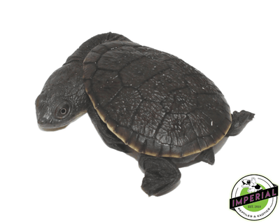 snake neck turtle for sale, buy reptiles online