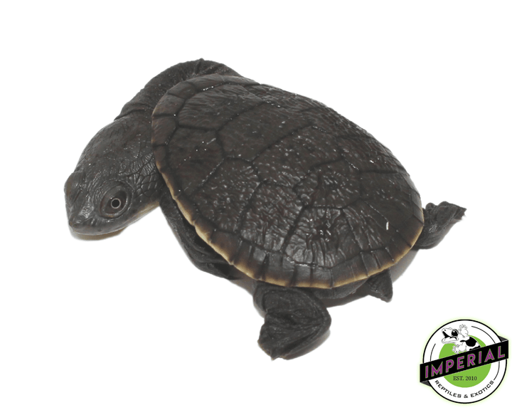 Snake Neck Turtle For Sale - Imperial Reptiles – IMPERIAL REPTILES