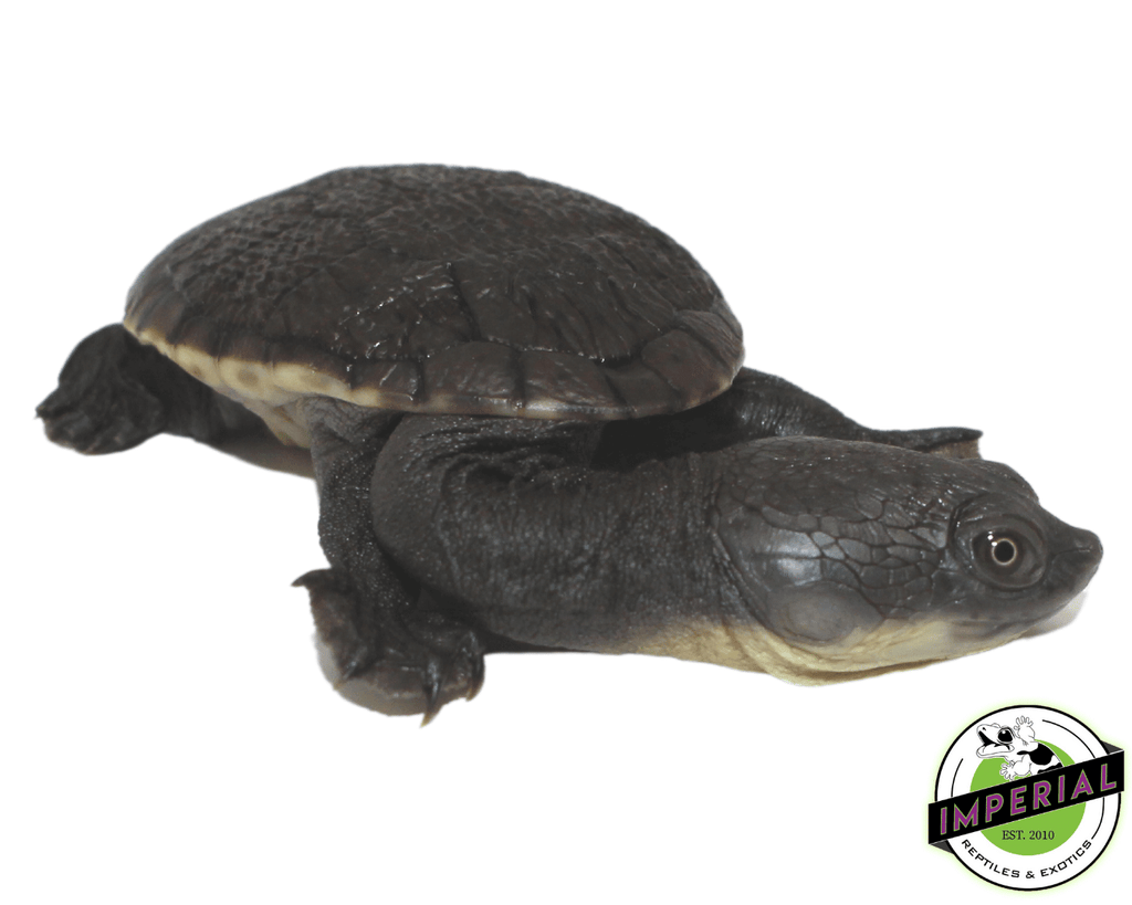 snakeneck-turtle-for-