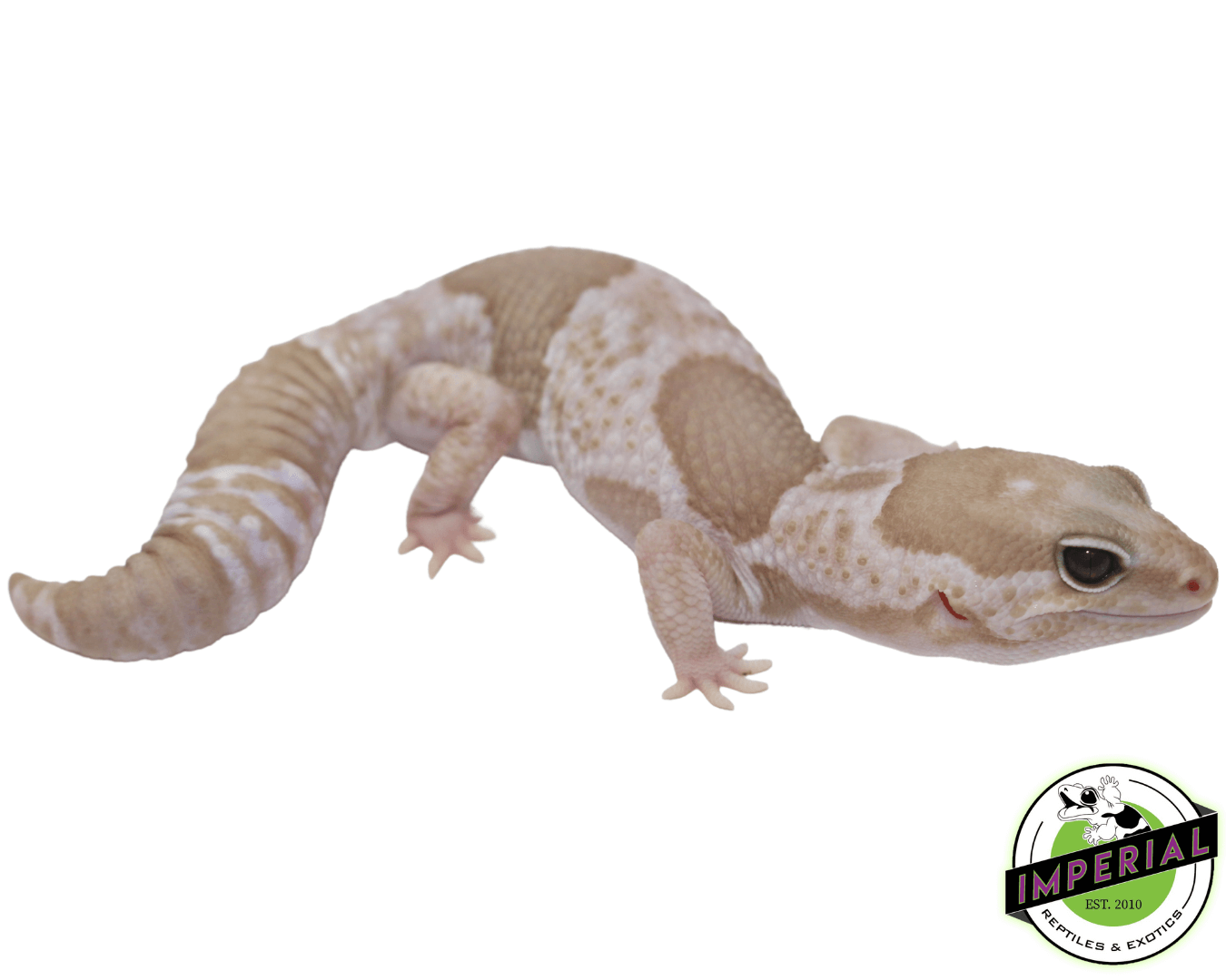 Snow African Fat Tail gecko for sale, buy reptiles online