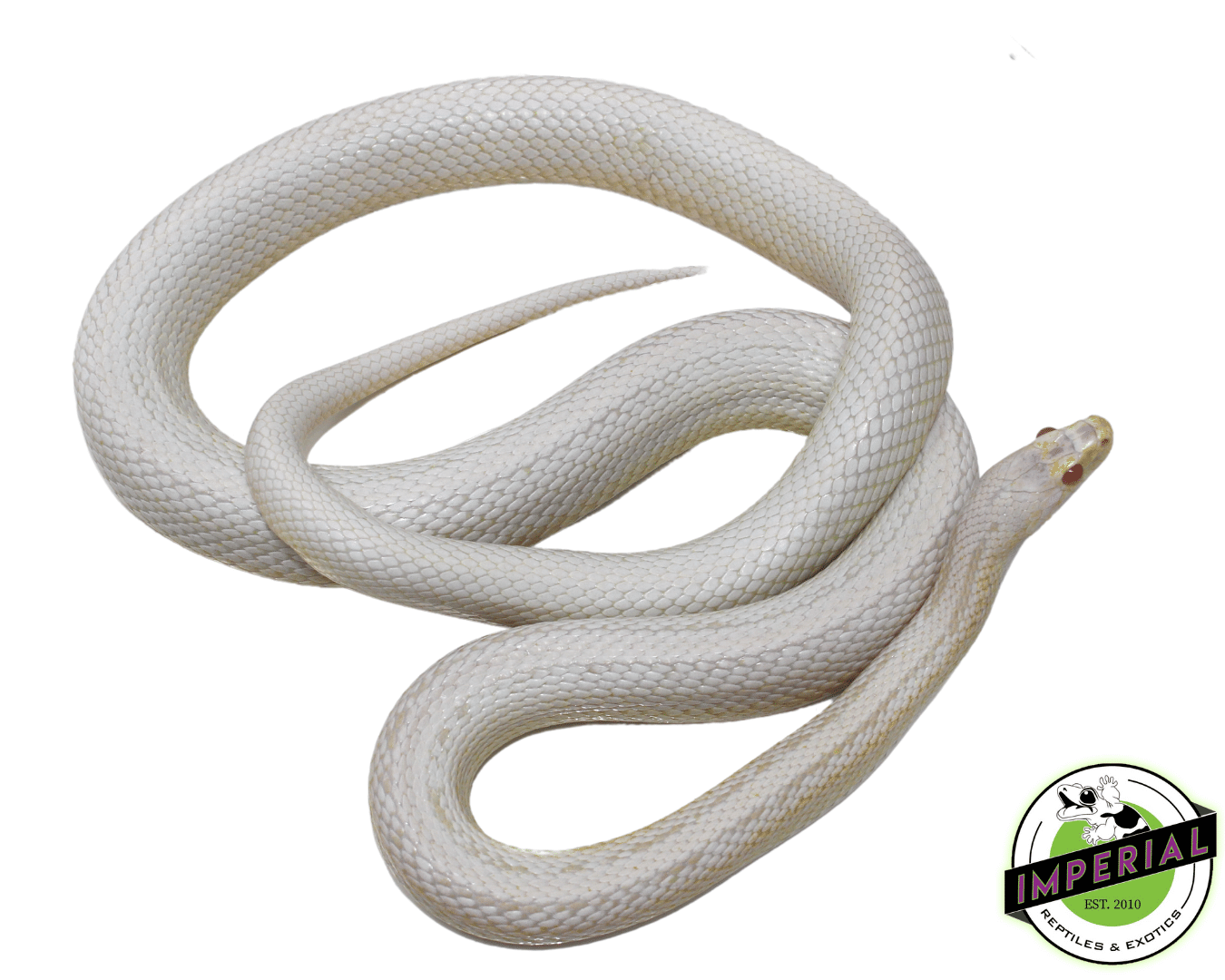 Snow King Snake