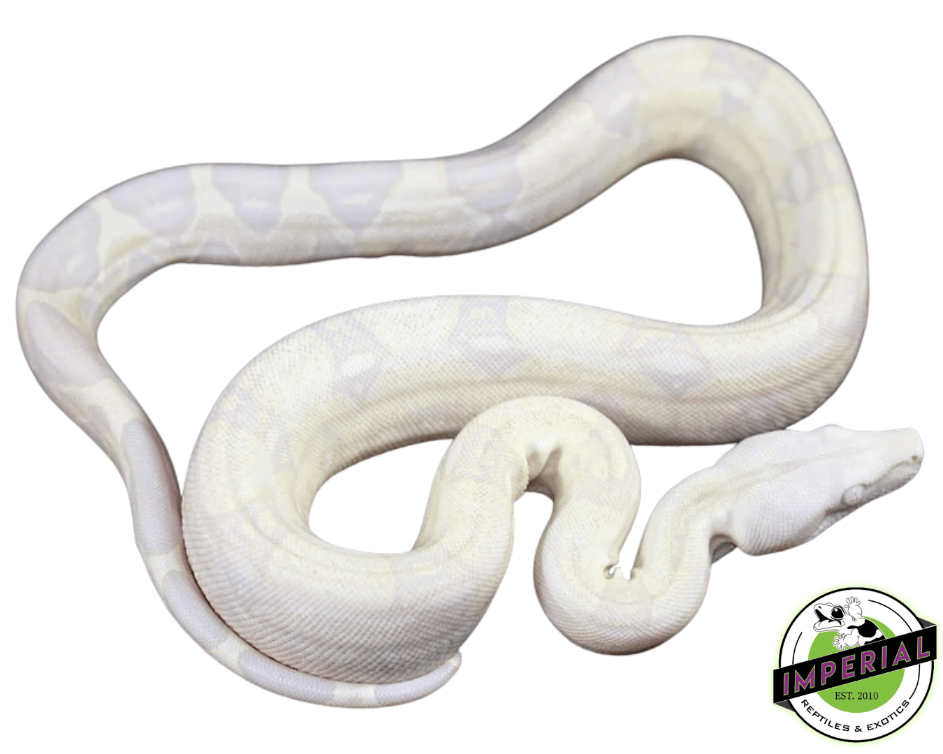snow colombian boa constrictor for sale, buy reptiles online