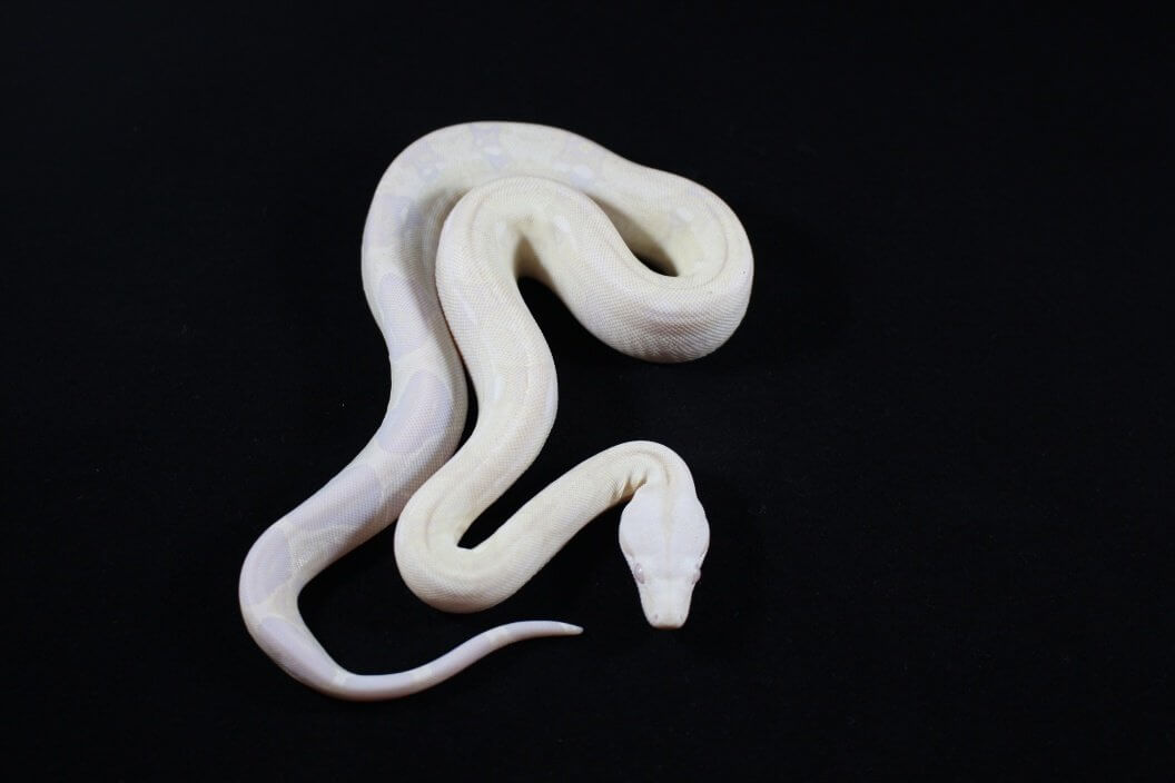 snow colombian boa constrictor for sale, buy reptiles online