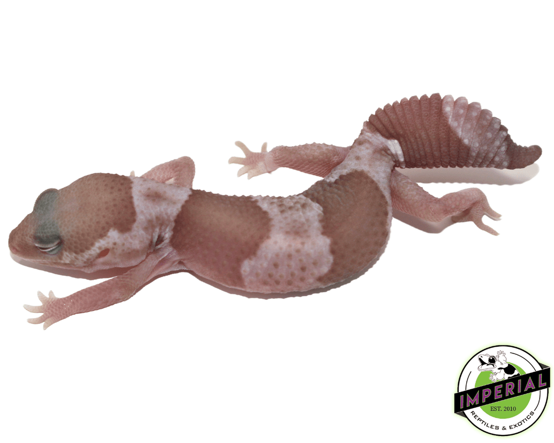 Snow African Fat Tail Gecko For Sale Imperial Reptiles