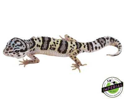 snow leopard gecko for sale, buy reptiles online at cheap prices