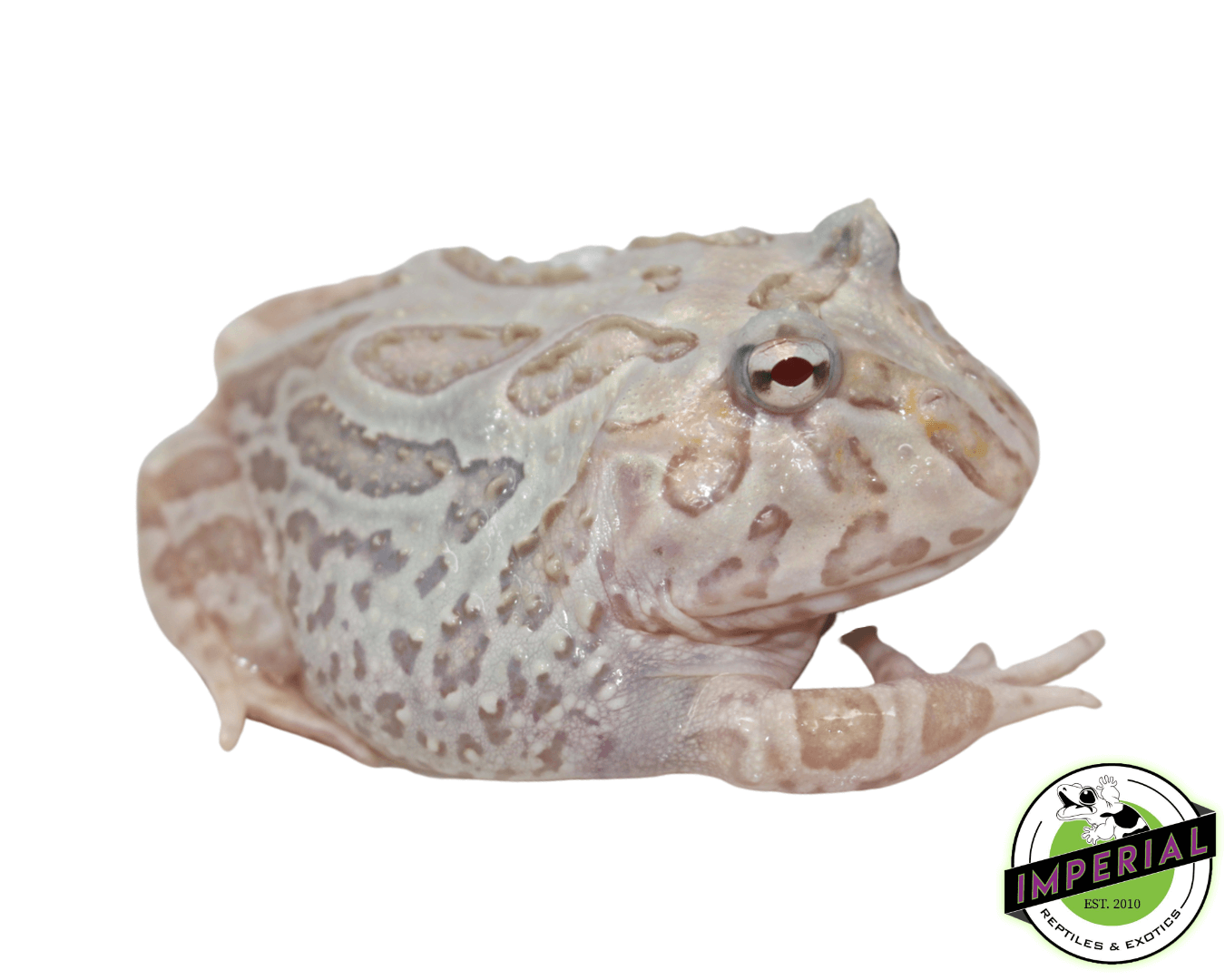 Mutant Pacman Frog For Sale - Imperial Reptiles – IMPERIAL REPTILES