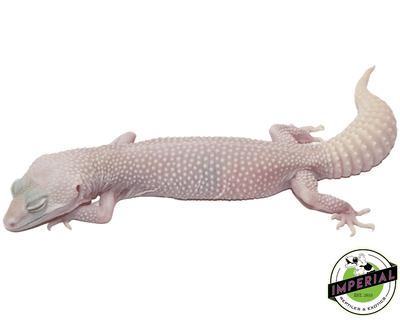 super snowflake leopard gecko for sale, buy reptiles online