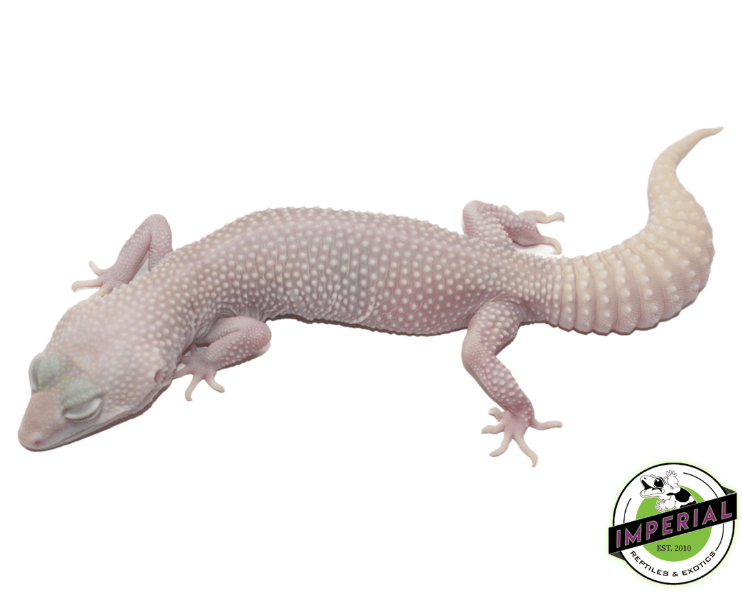 Super Snowflake Leopard Gecko For Sale Imperial Reptiles