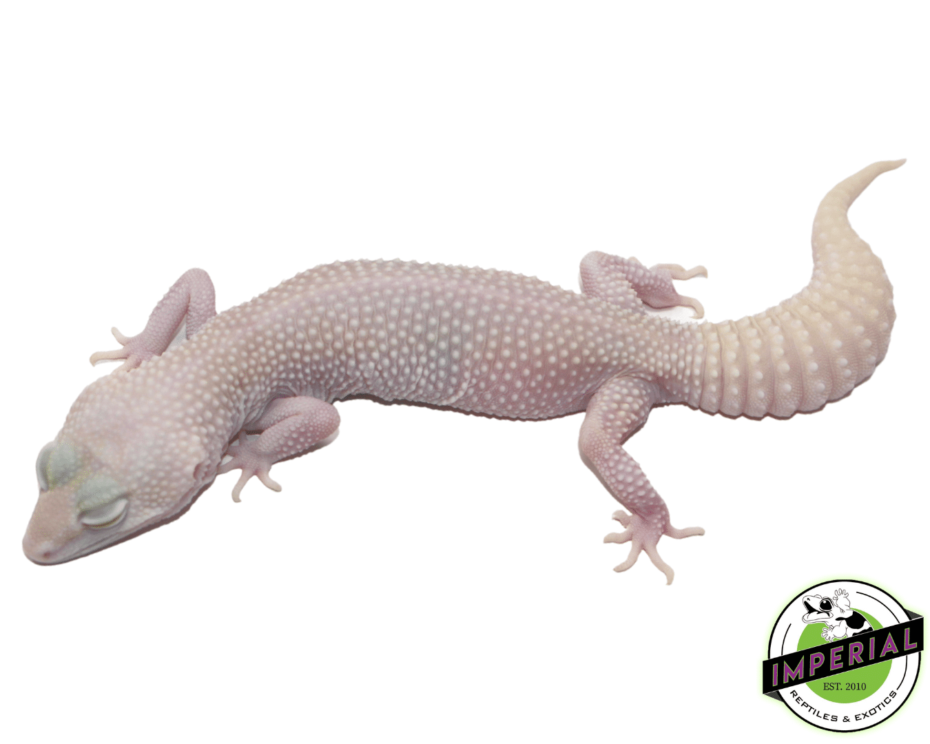 Super Snowflake Leopard Gecko For Sale Imperial Reptiles