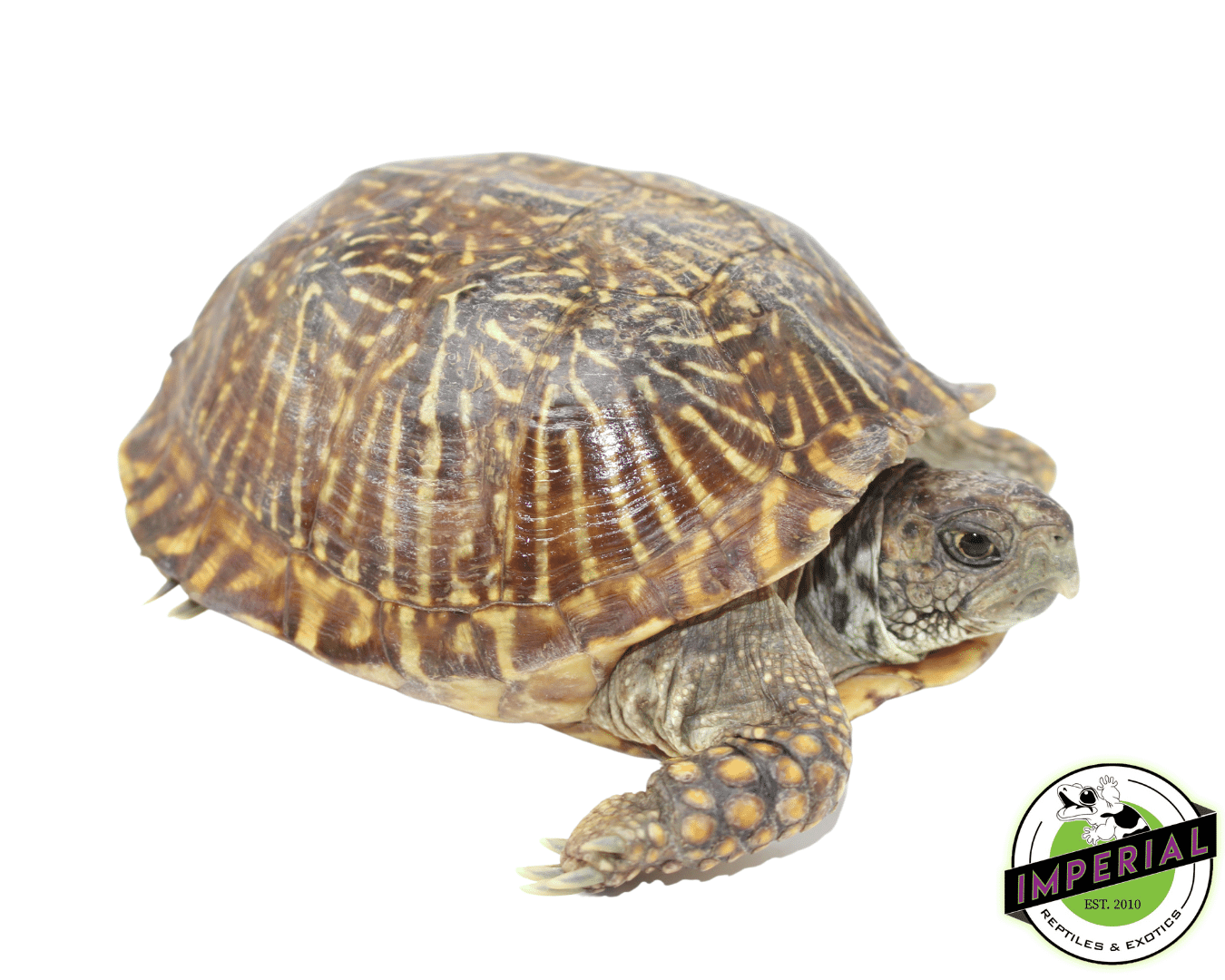 desert box turtle for sale, buy reptiles online