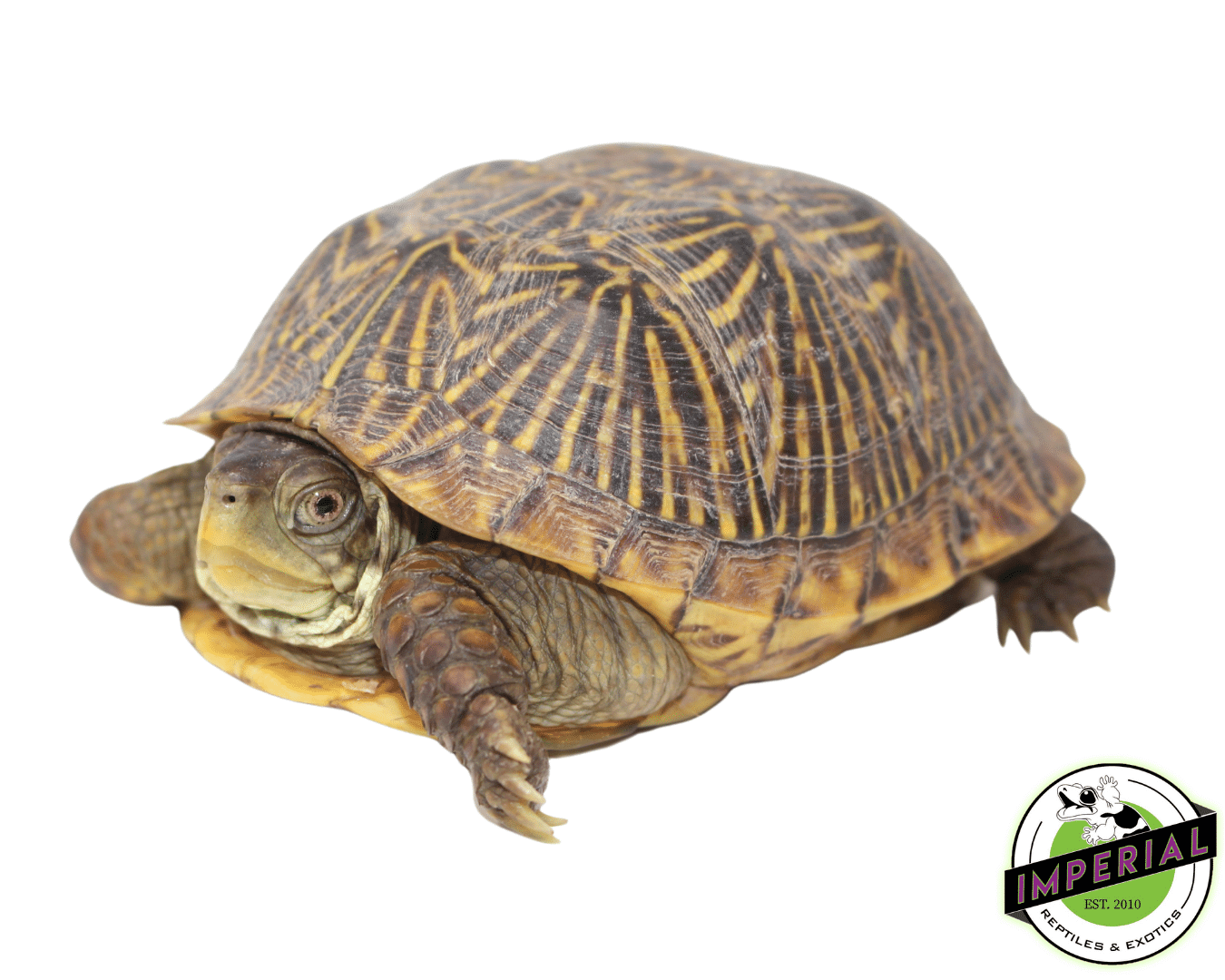 Buy a online box turtle
