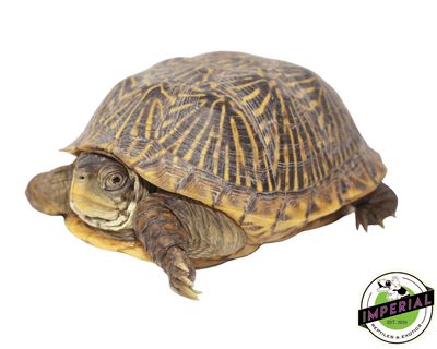 desert box turtle for sale, buy reptiles online
