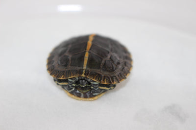 southern painted turtle for sale, buy reptiles online