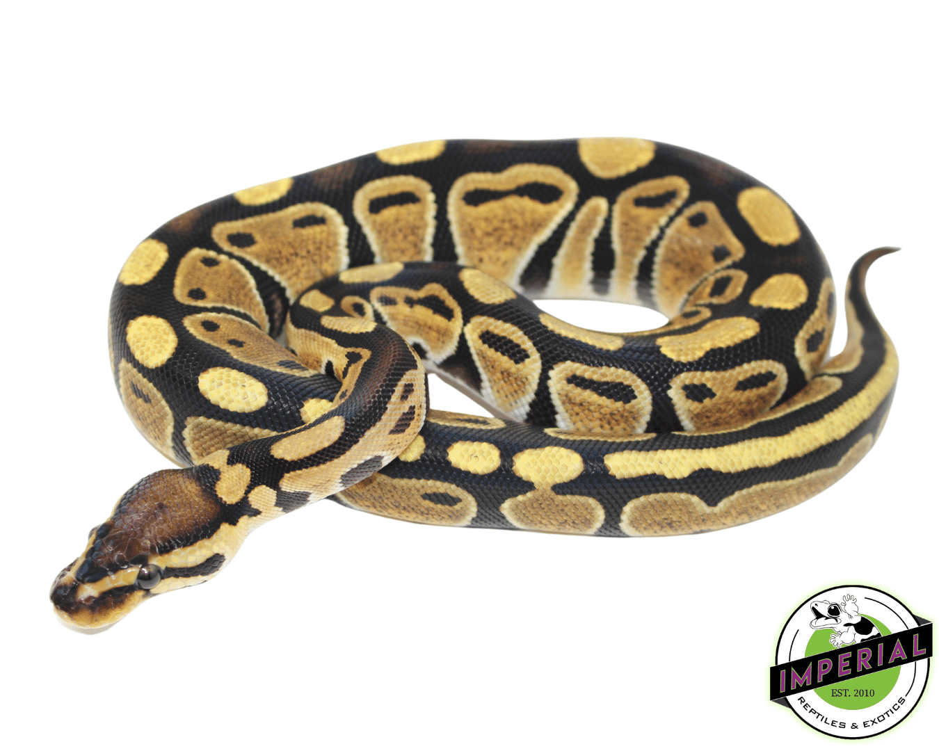 spark ball python for sale, buy reptiles online