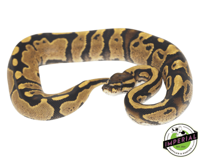 spark ball python for sale, buy reptiles online
