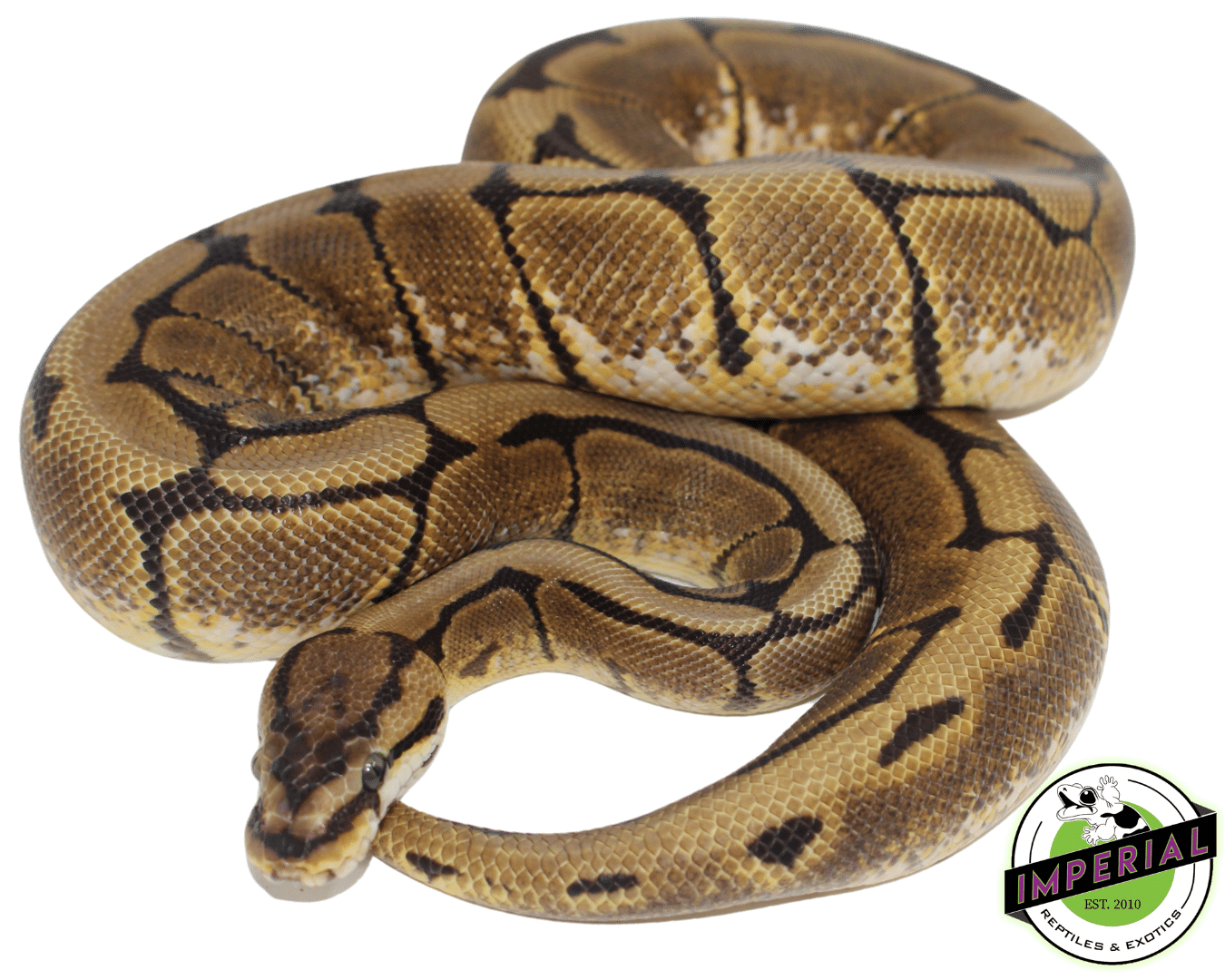 Axanthic Spider Ball Python