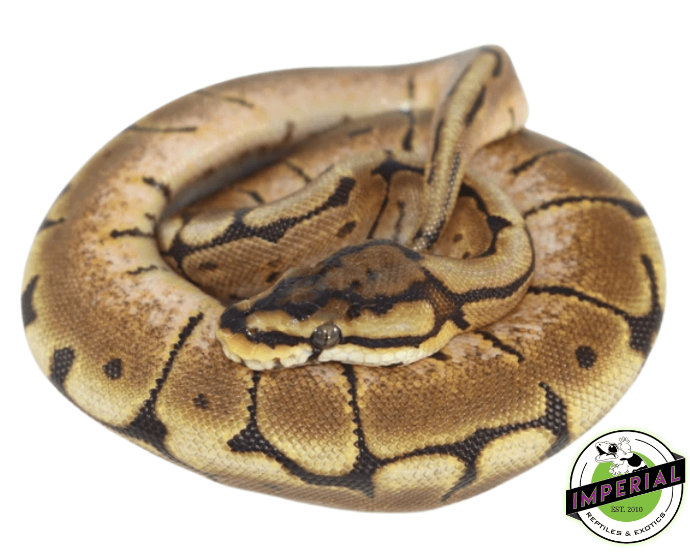 Spider Ball Python