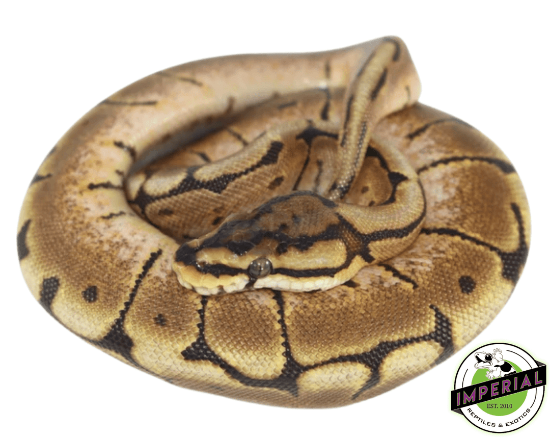 Bal Python Spider Spider Ball Python