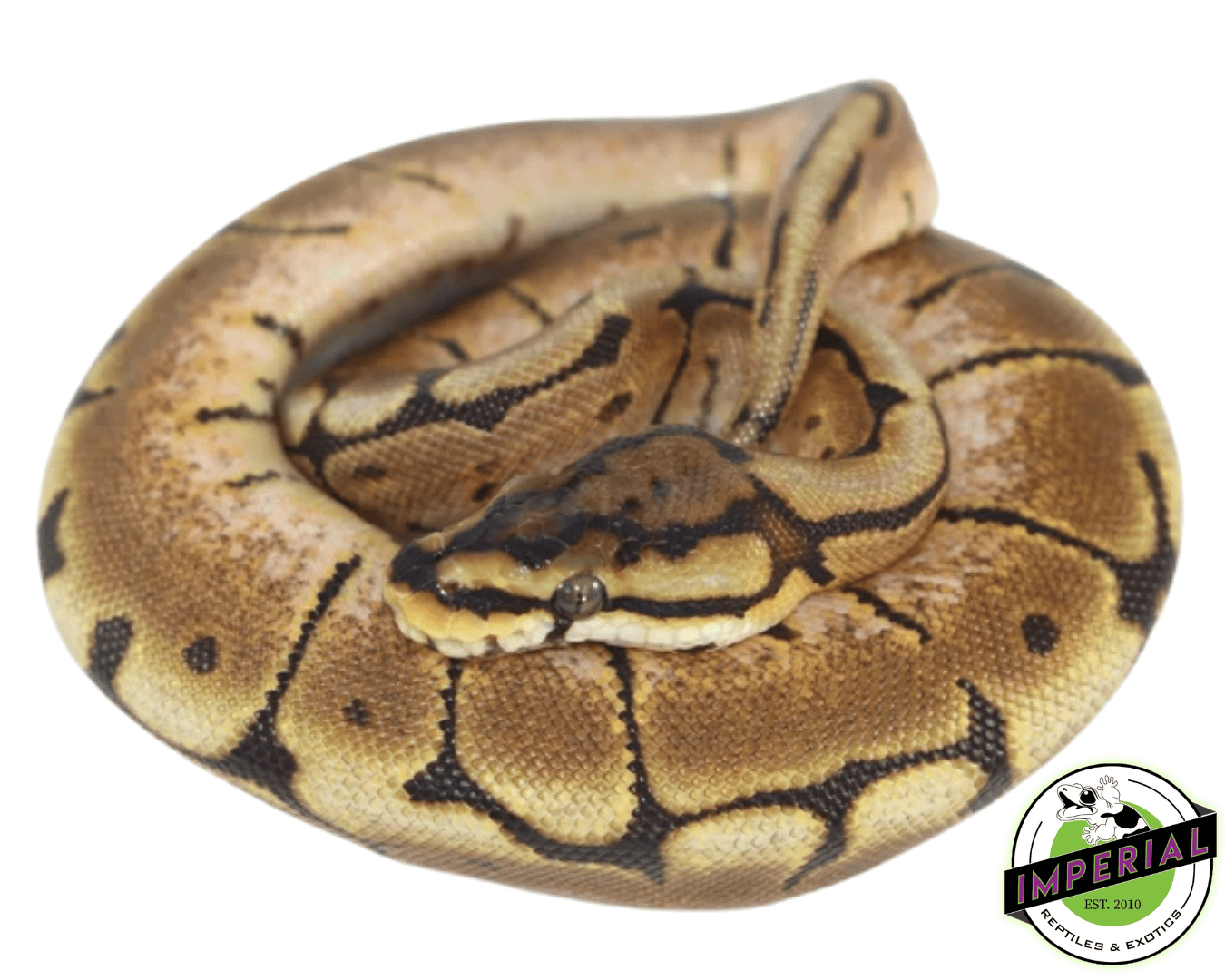spider ball python for sale, buy reptiles online
