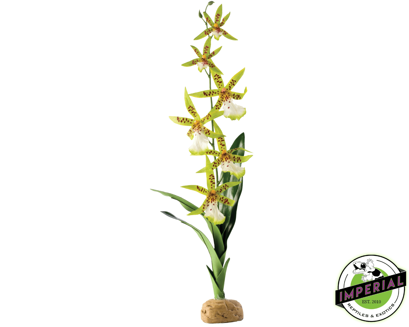 Spider Orchid For Sale - Imperial Reptiles – IMPERIAL REPTILES & EXOTICS