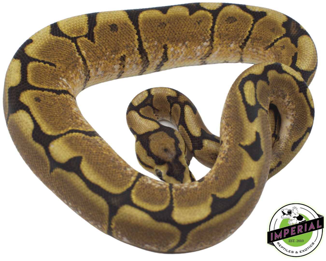 spider yellowbelly ball python for sale, buy reptiles online