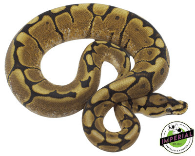 spider yellowbelly ball python for sale, buy reptiles online