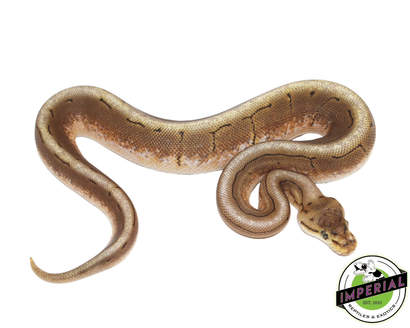 Big Spider Python Spider Ball Python