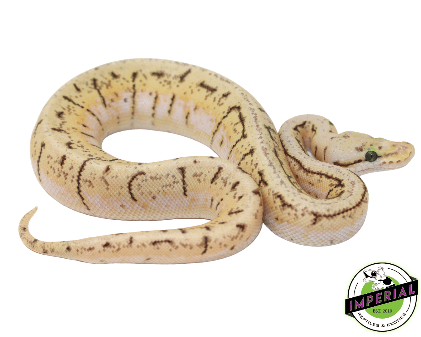 Lemonblast Spider ball python for sale, buy reptiles online