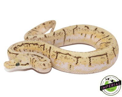 Lemonblast Spider ball python for sale, buy reptiles online