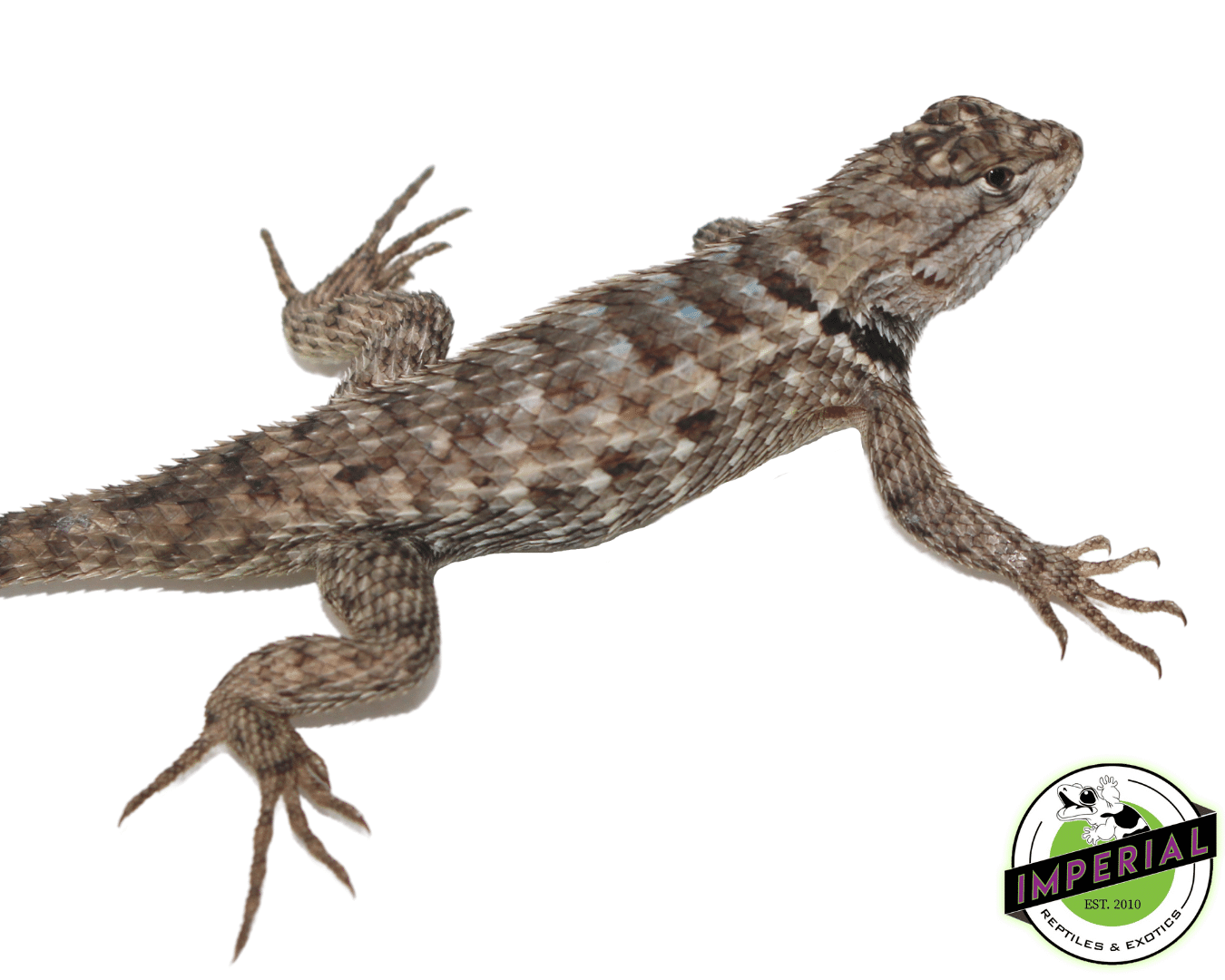 Texas Spiny Lizard Baby For Sale Imperial Reptiles IMPERIAL