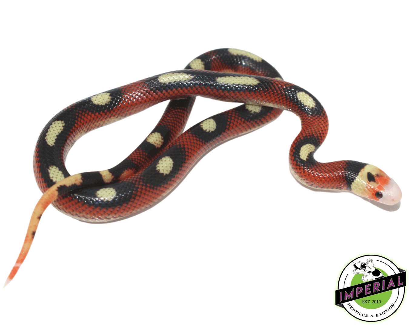 Buy top milk snake